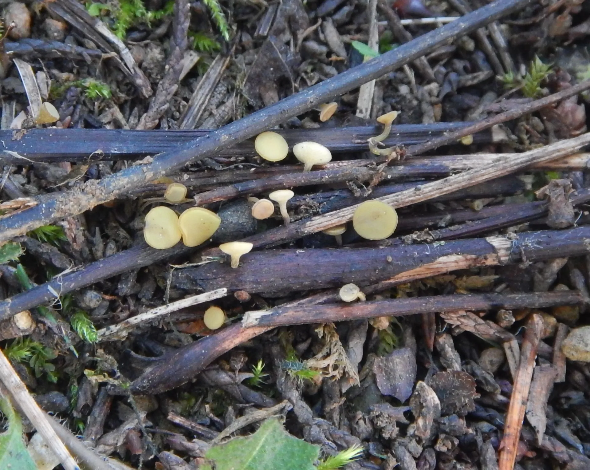 Lanzia luteovirescens